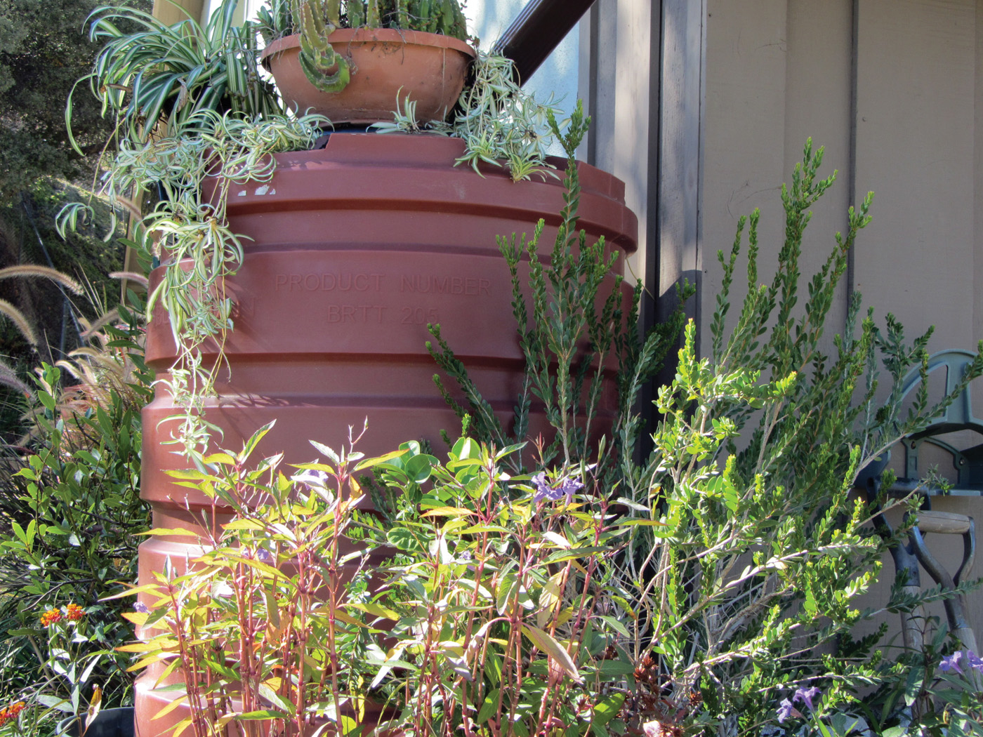 Rain barrel garden photo by Jane Gates