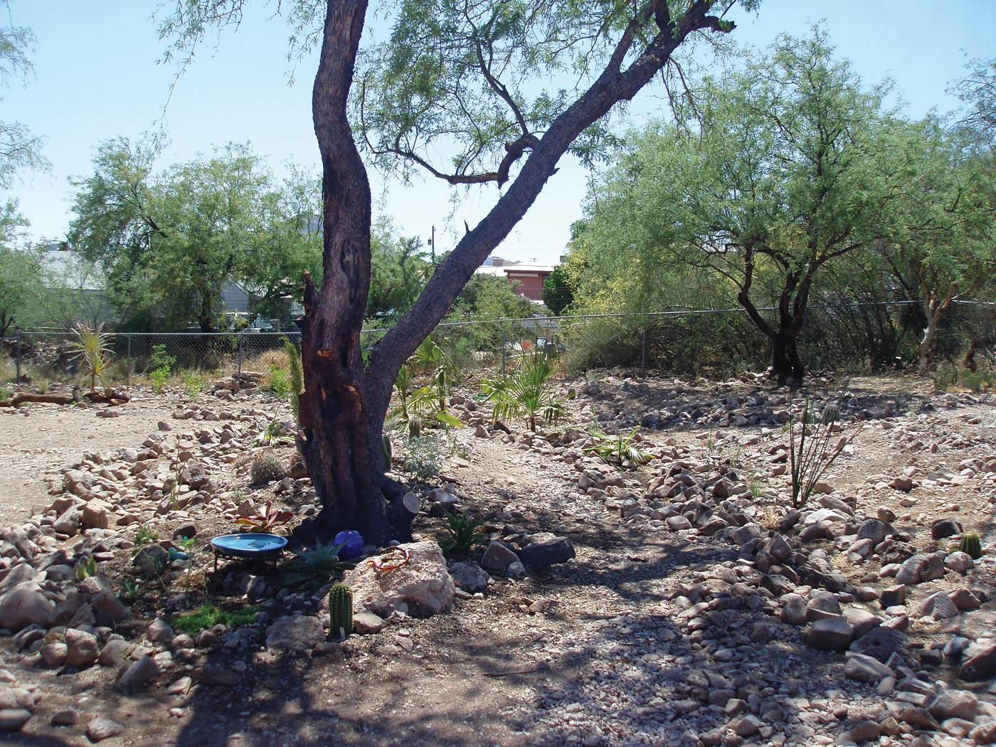 Naturally occuring contours on Dan Johson's Tucson garden