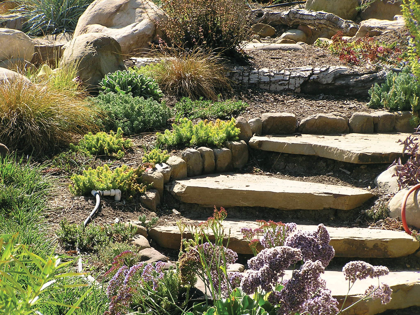 grouping of plants around stone steps