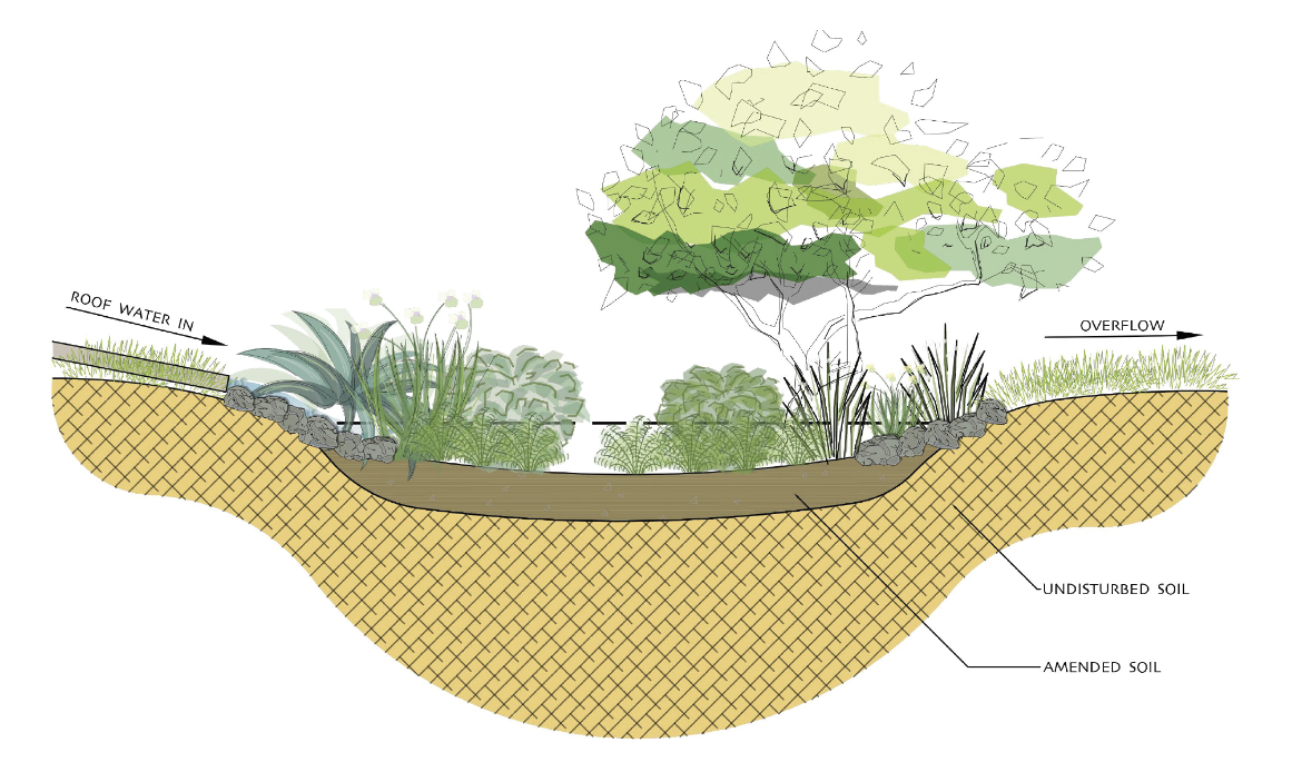 Rain garden illustration by Mark Brotton