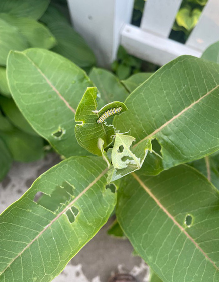 small monarch caterpillar on milkweed plant