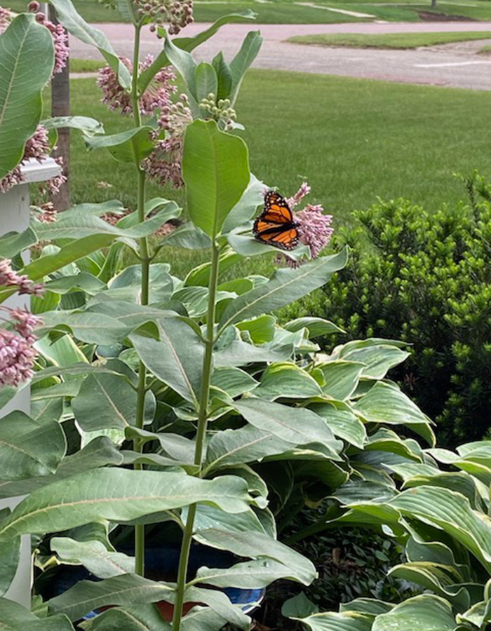 monarch butterfly on milkweed plant