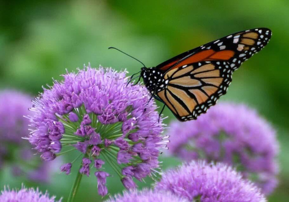 monarch butterfly on Serendipity alliums