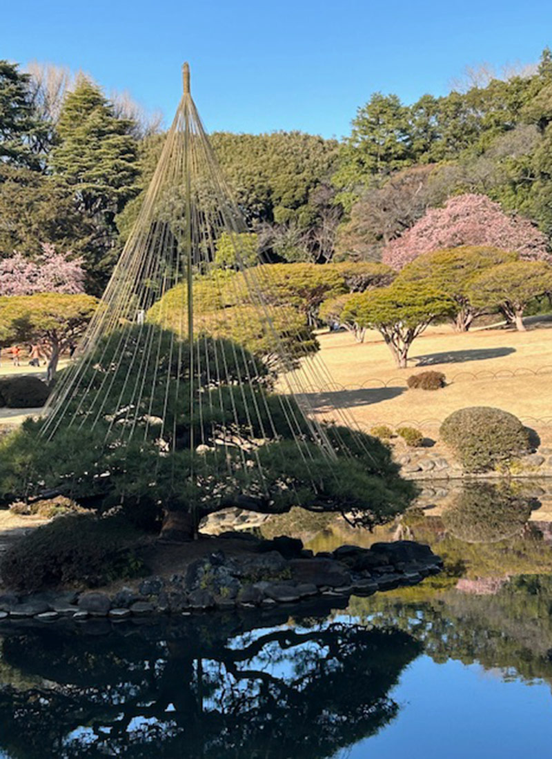 rope structure protecting shrub from snow