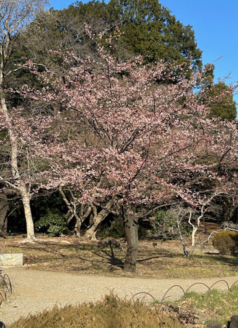 cherry tree in bloom