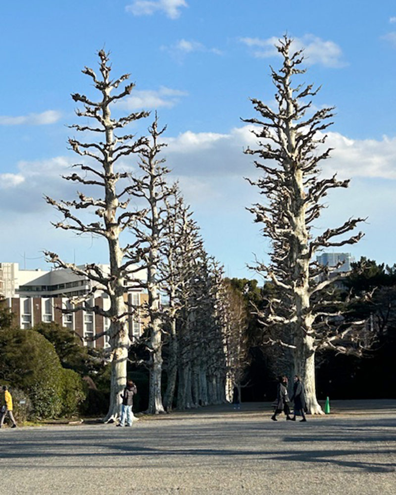 bare London plane trees