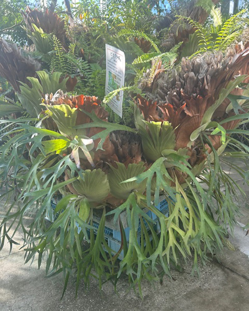 Staghorn Fern