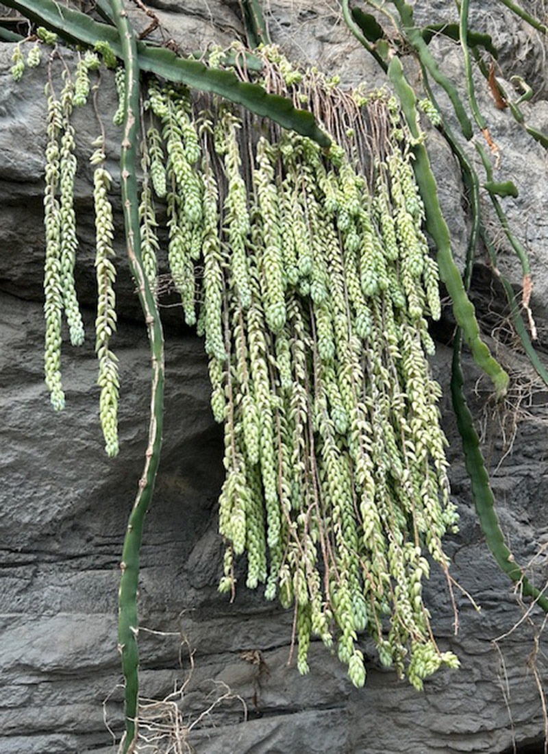 Burro's-tail succulent growing from rock