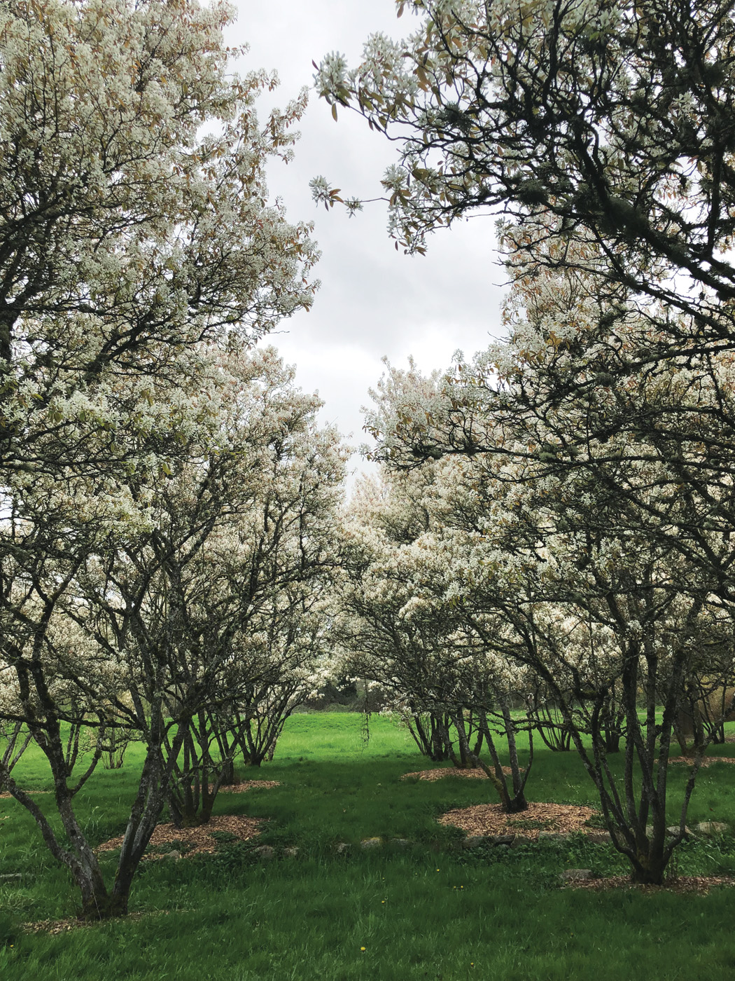 Autumn Brilliance serviceberry