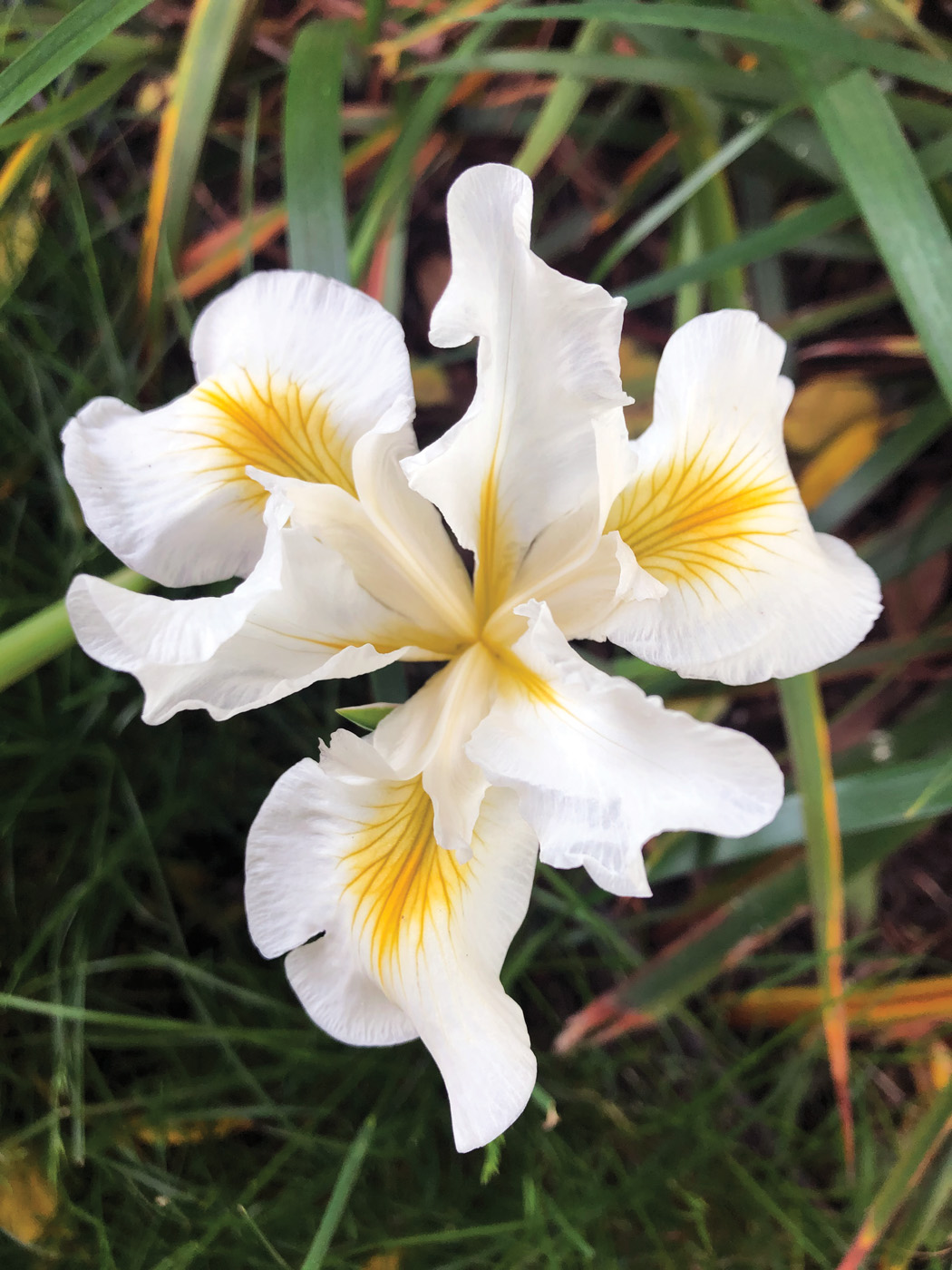Iris douglasiana Canyon Snow