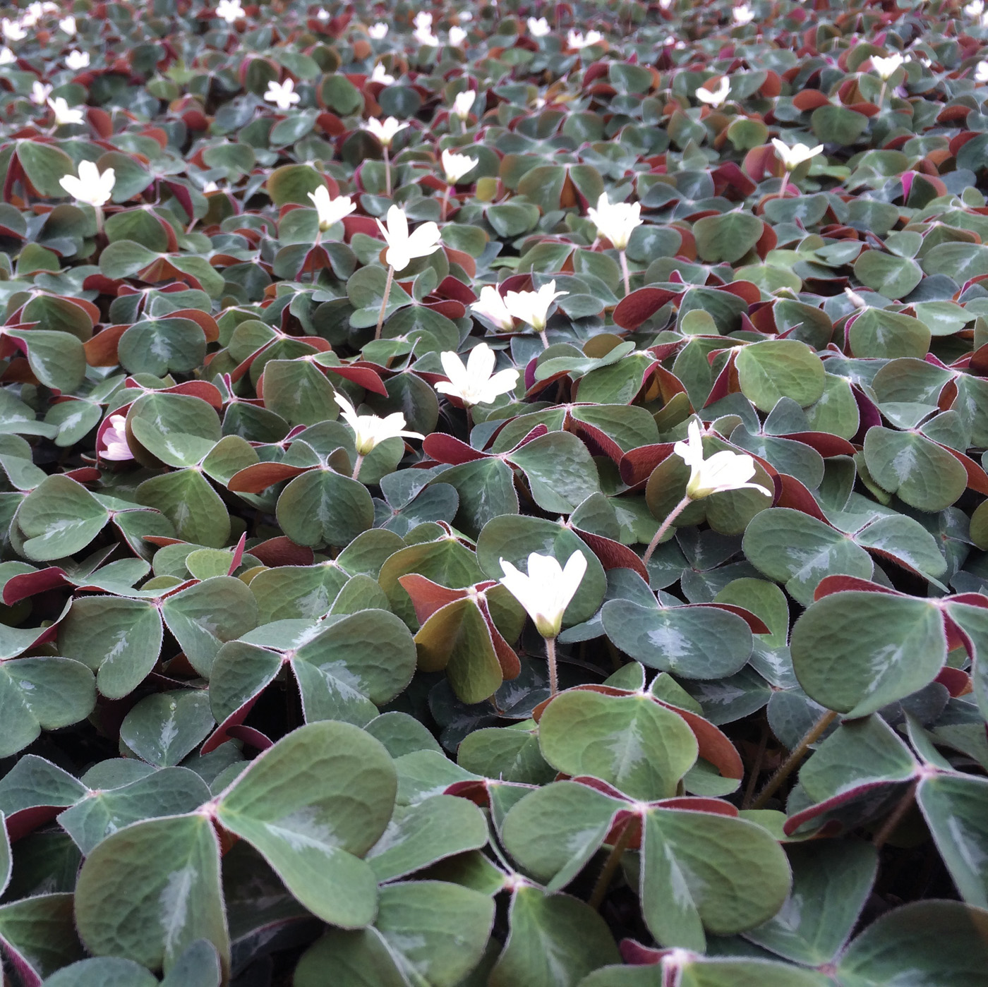 Oxalis oregana Klamath Ruby 