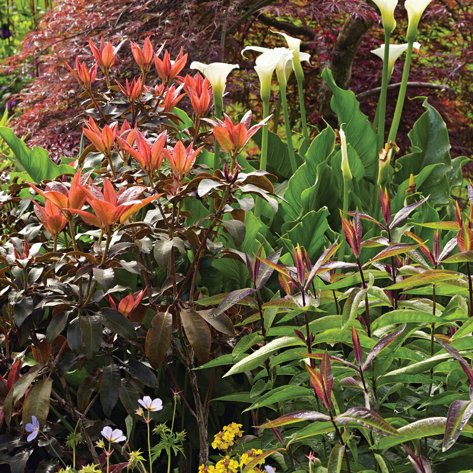 Rhododendron ‘Ebony Pearl’