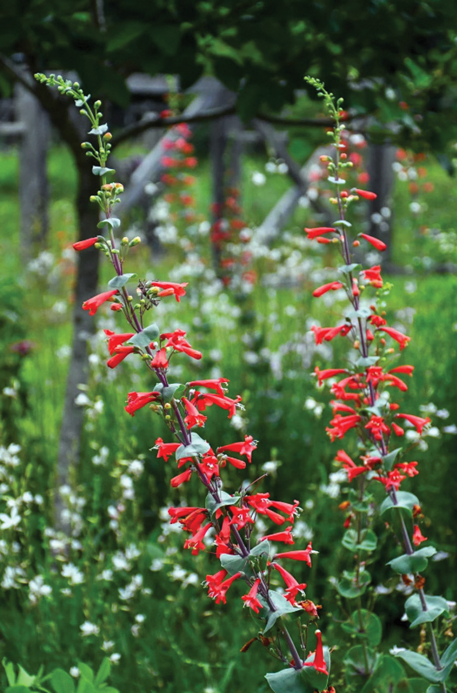 Penstemon murrayanus