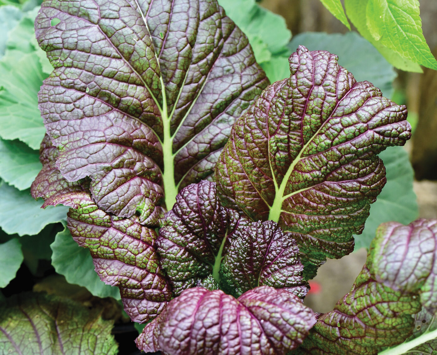 Brassica oleracea 'Peacock White'