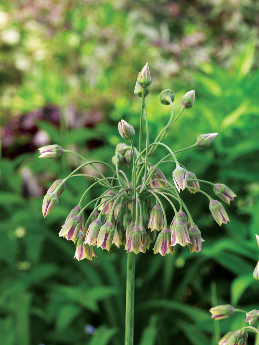 Sicilian honey garlic photo by David McClure