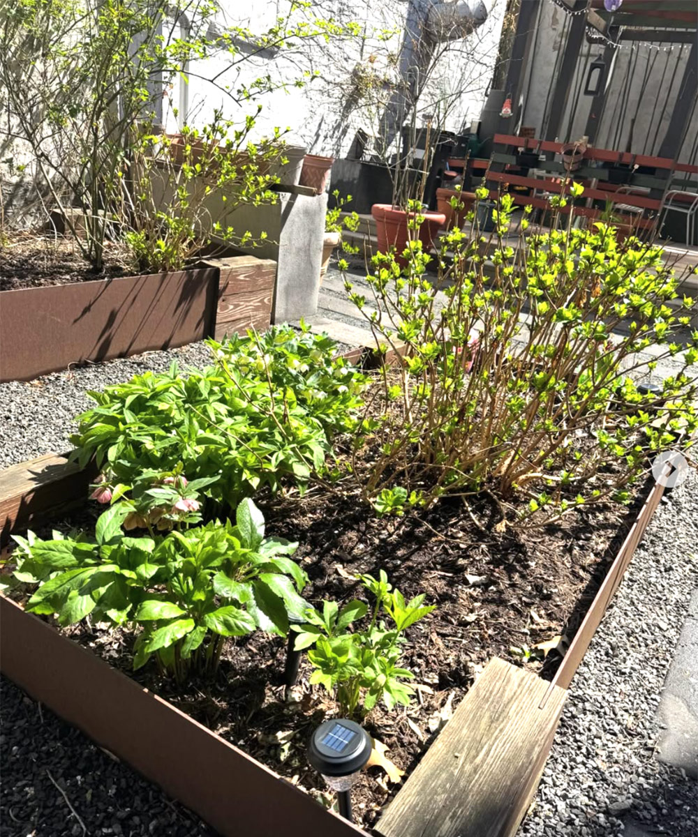 raised beds with spring plant growth