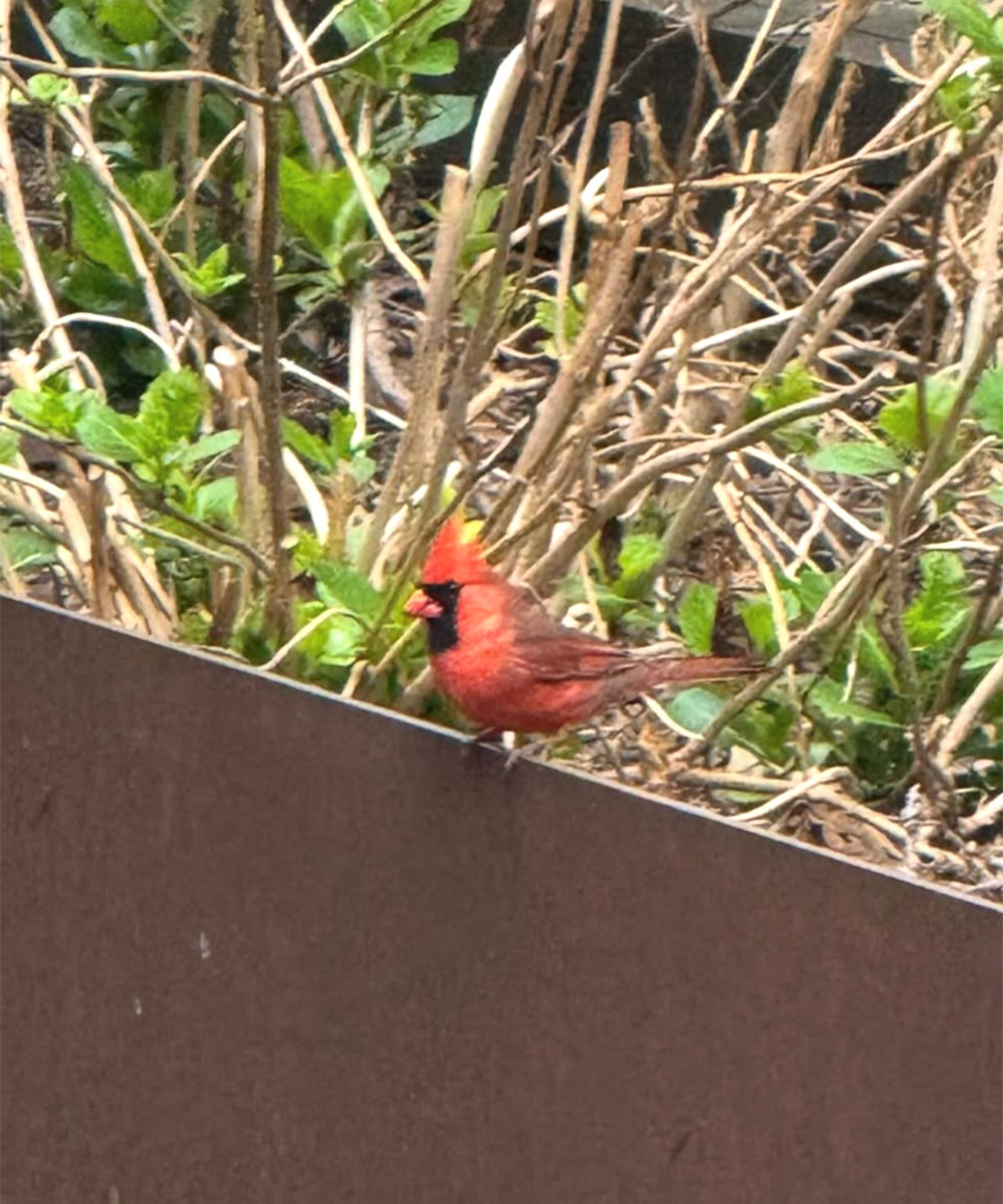 cardinal perched on raised bed