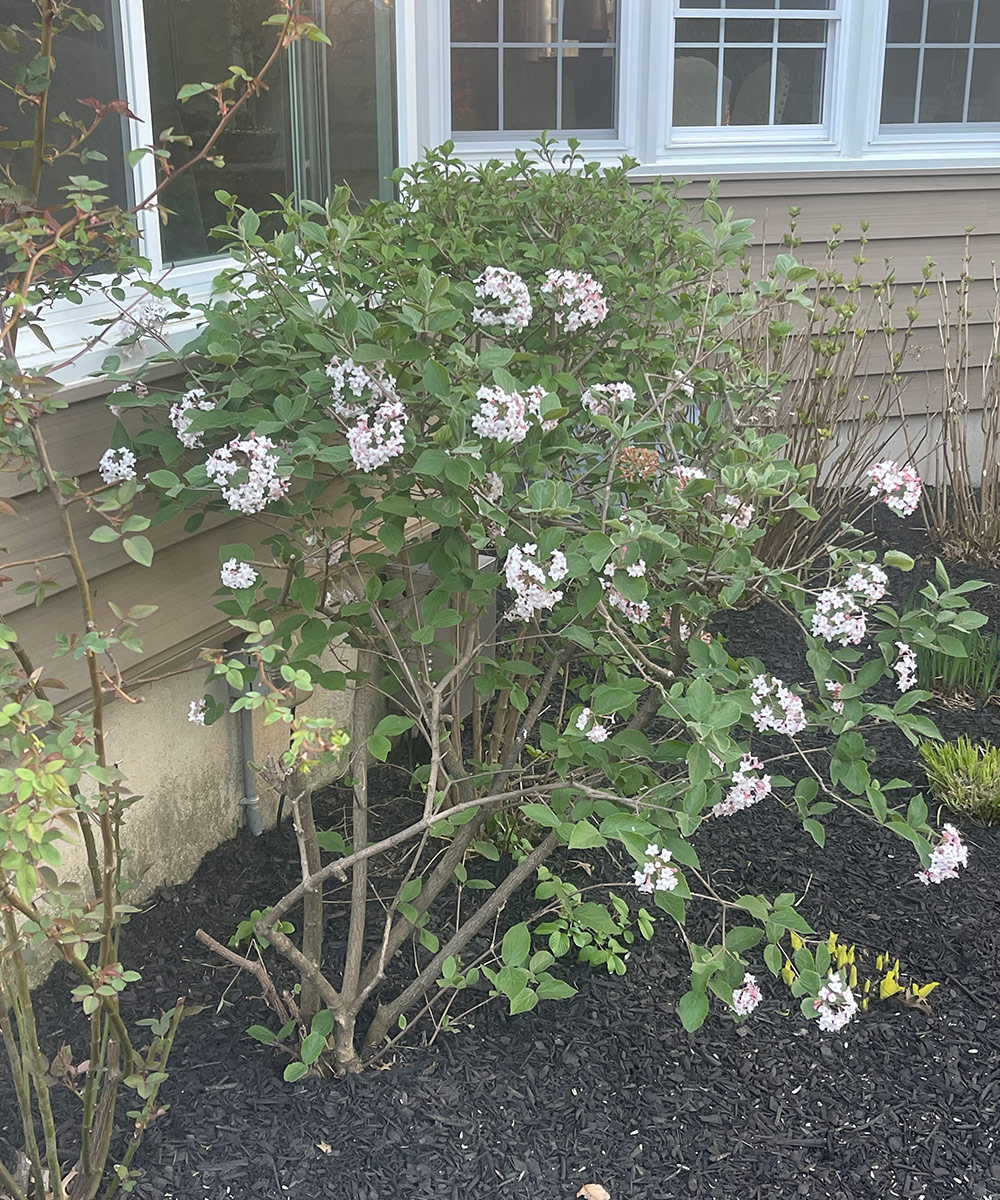 flowering shrub