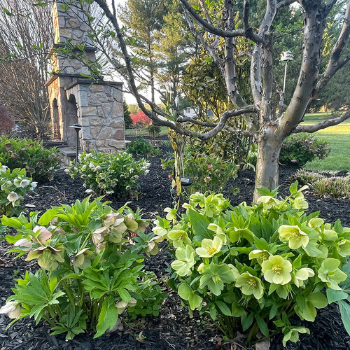 Rhonda's Spring Garden in Pennsylvania - Fine Gardening