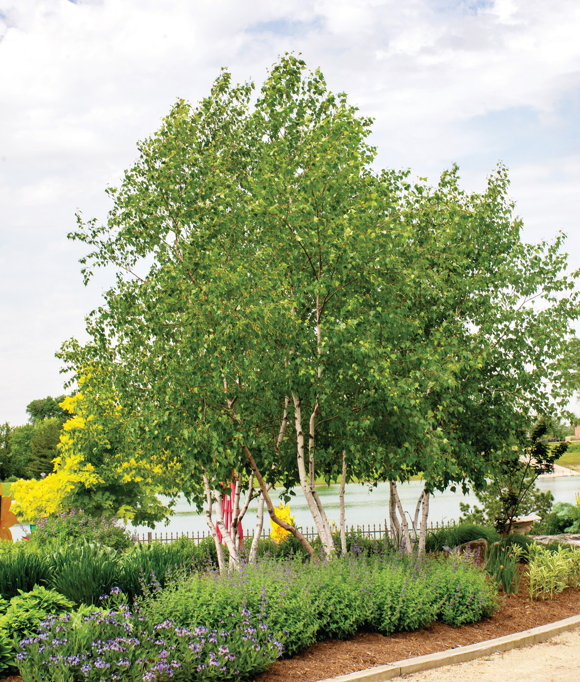 Betula populifolia "Whitespire'