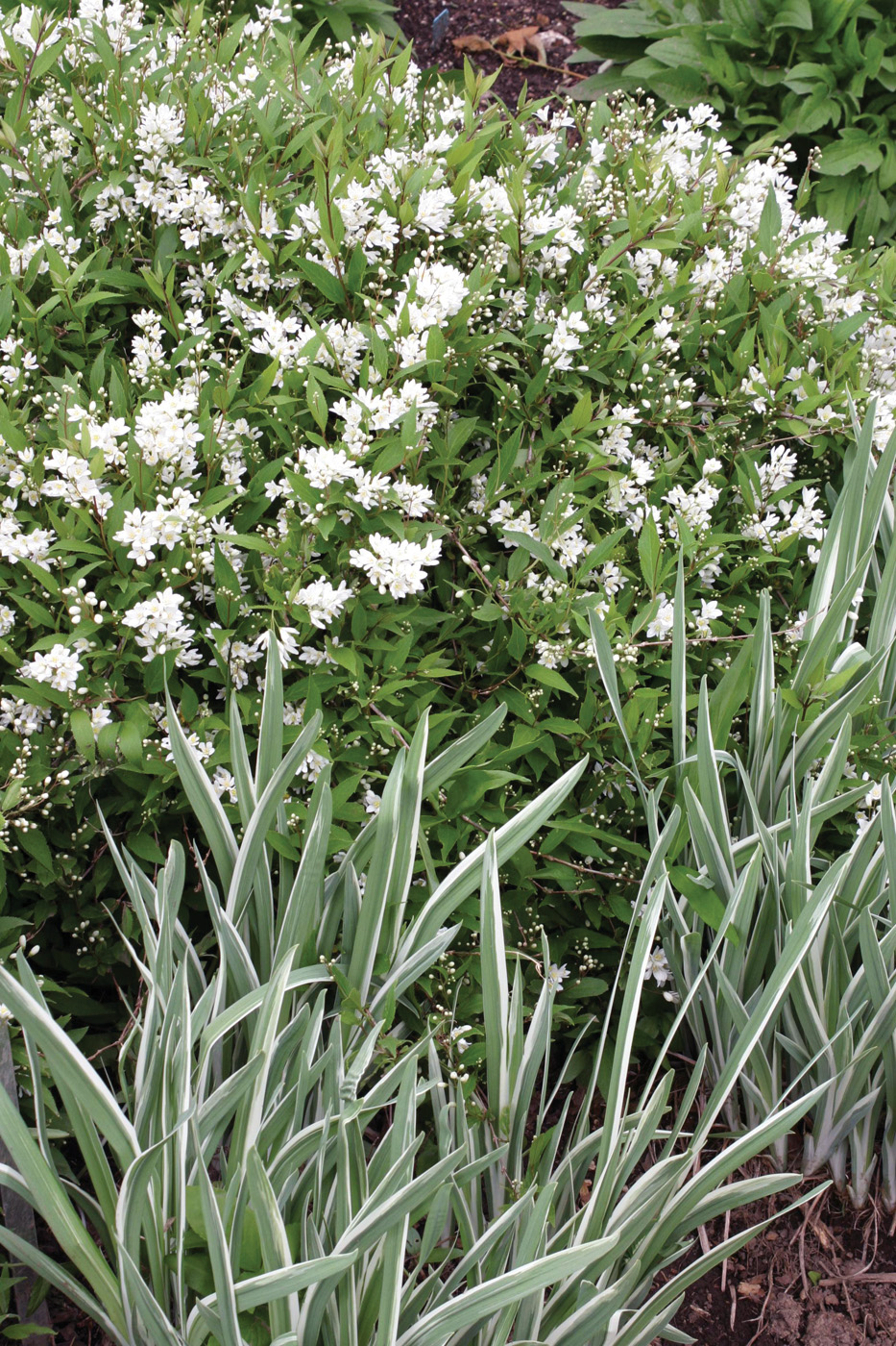 Deutzia gracilis ‘Nikko’