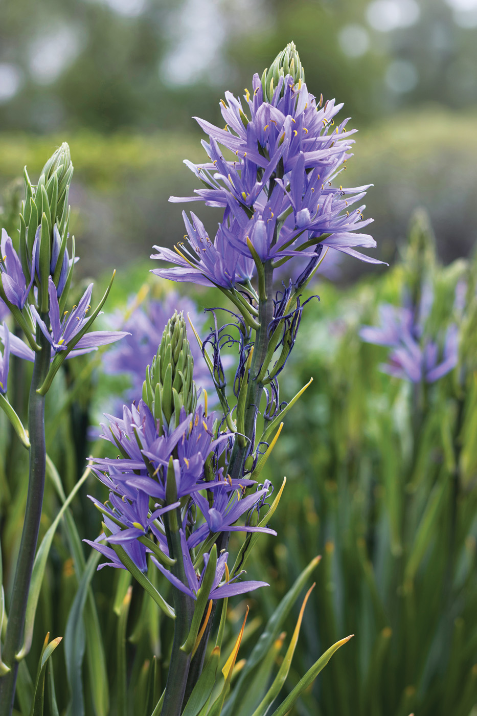Camassia leichtlinii caerulea, captured outdoors in a natural garden setting.