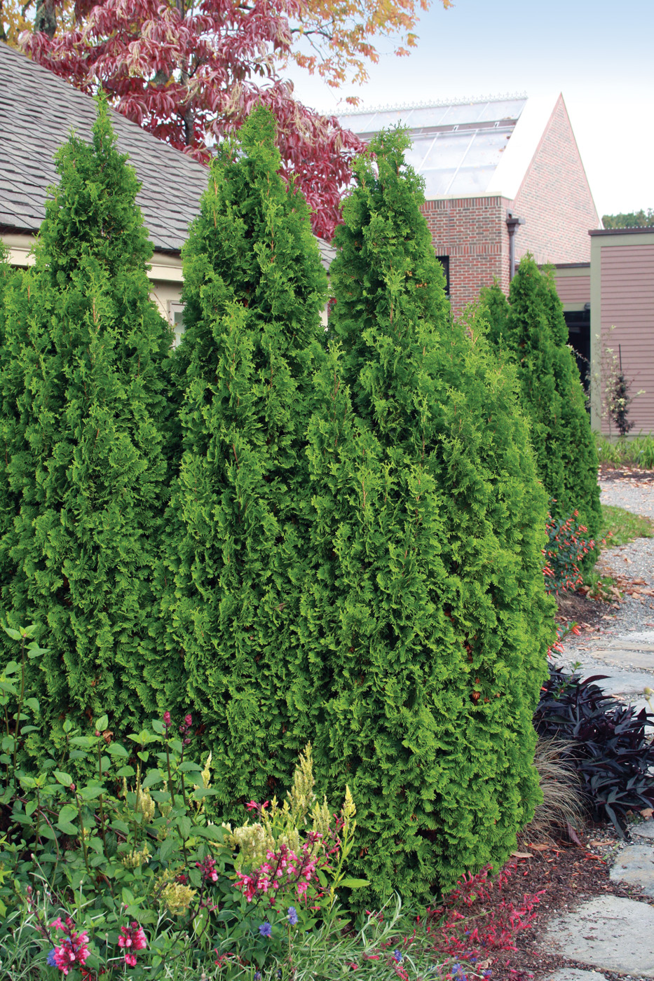 Thuja occidentalis 'Degroot's Spire'