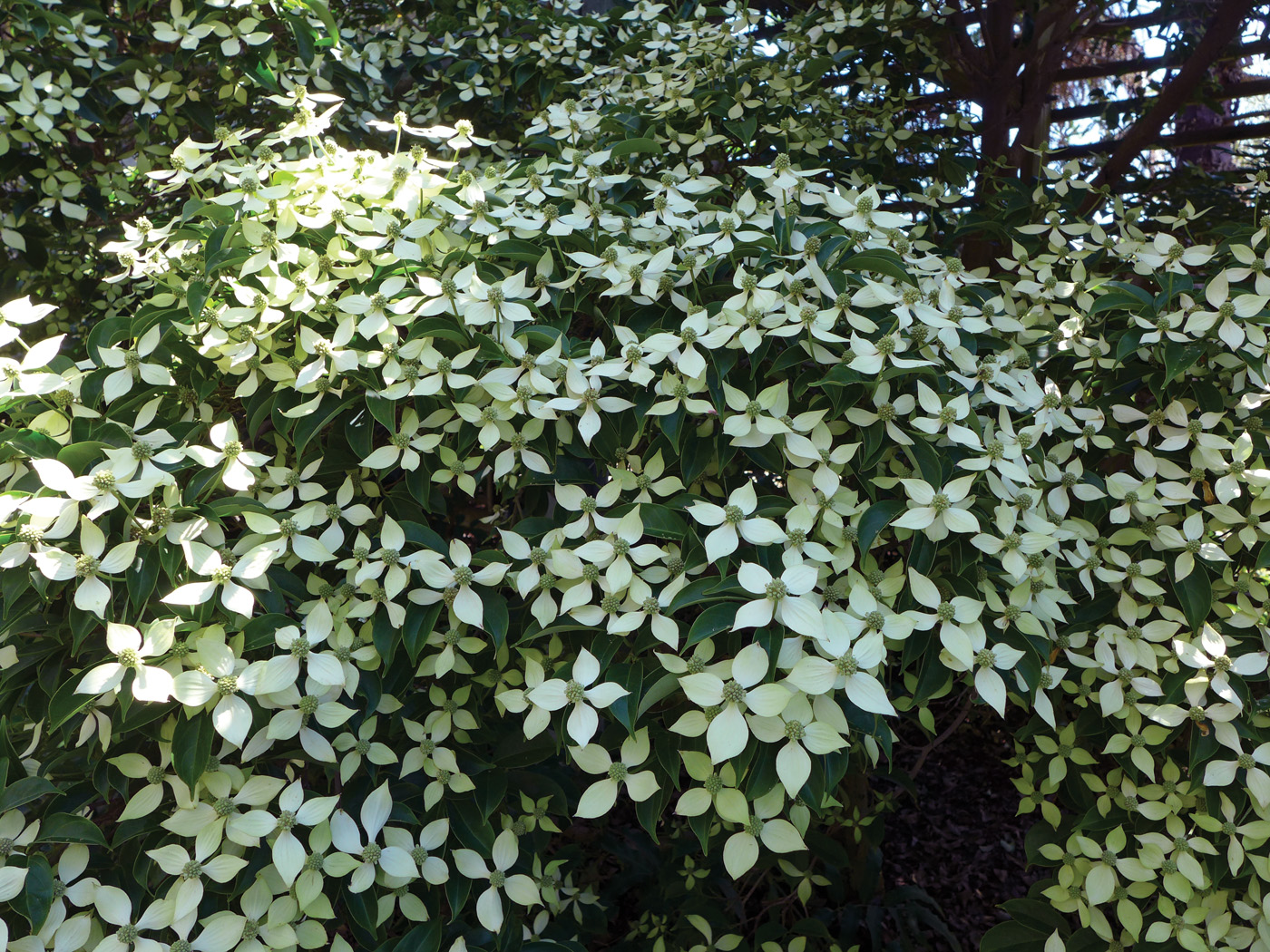 Cornus hongkongensis Gekkou blooms