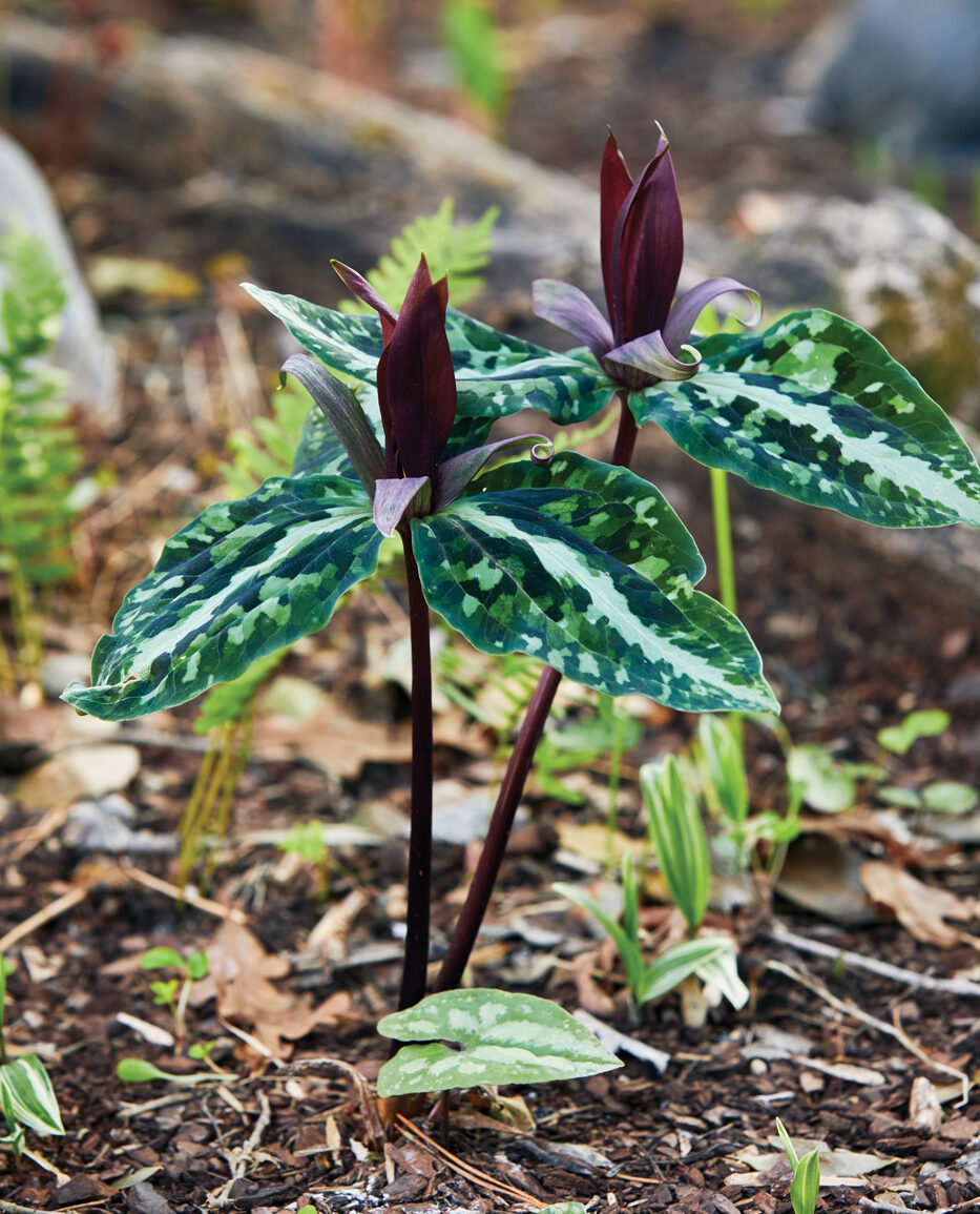 Longbract trillium
