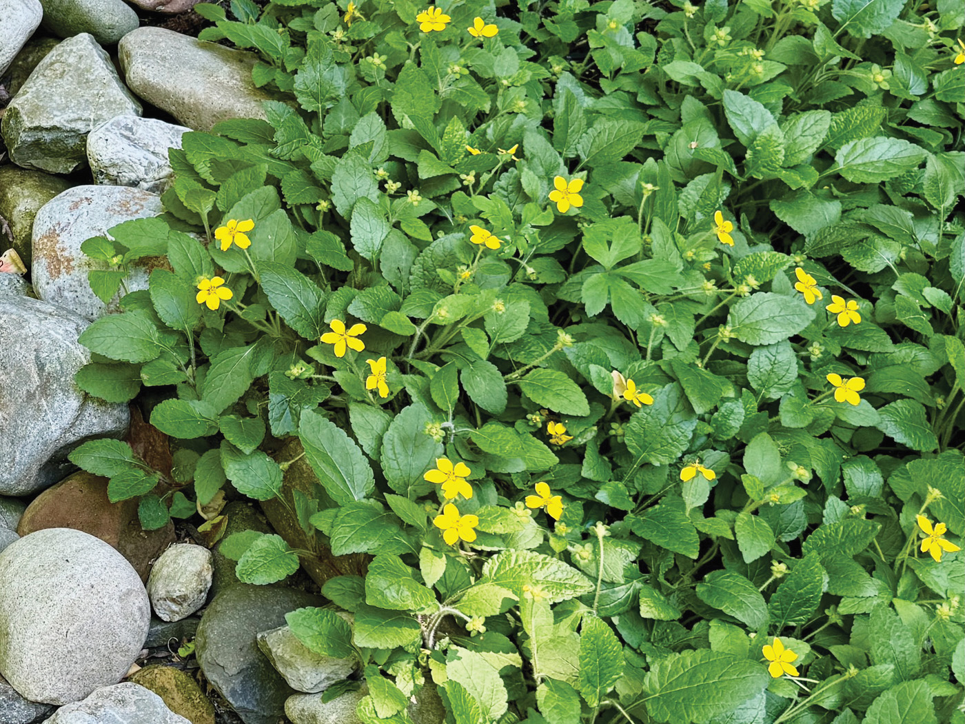 Chrysogonum virginianum Allen Bush 