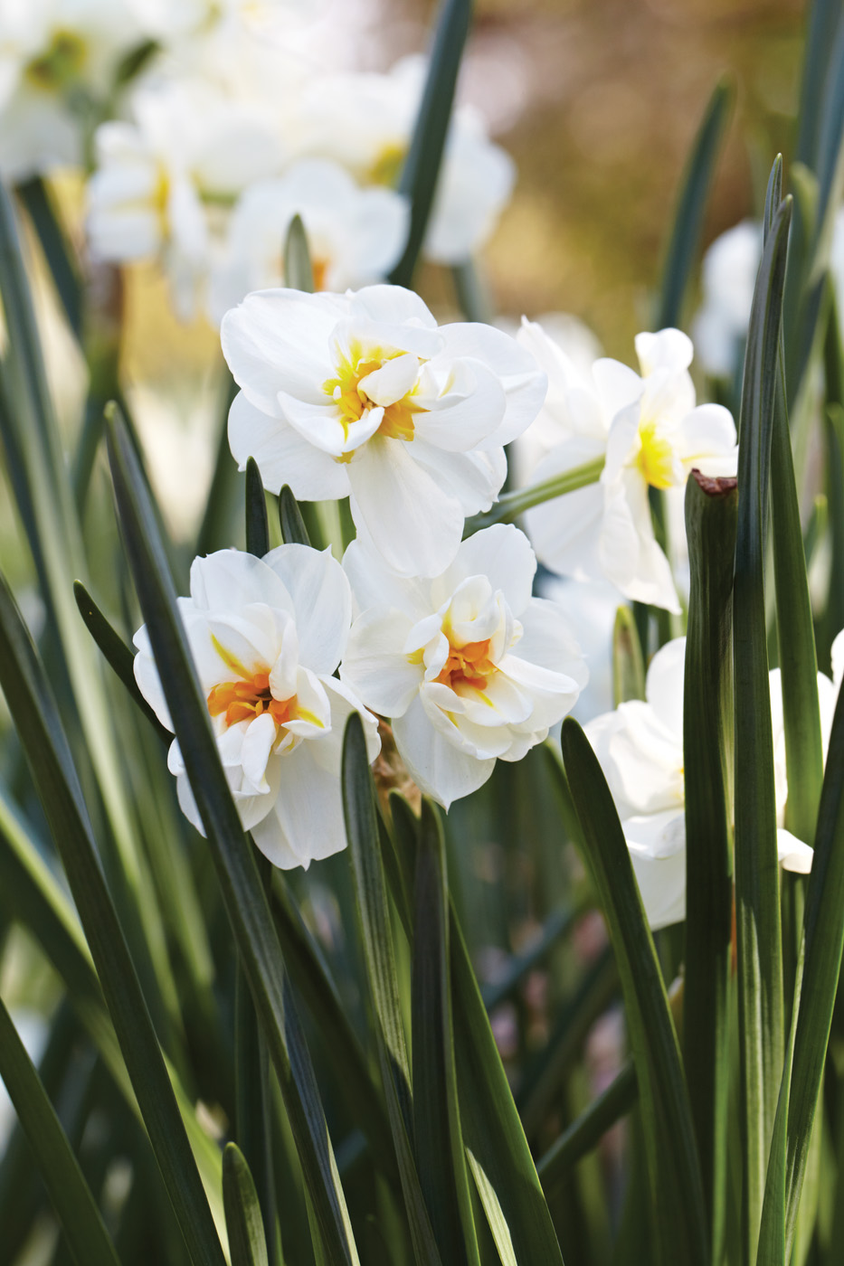 Narcissus ‘Sir Winston Churchill’ 