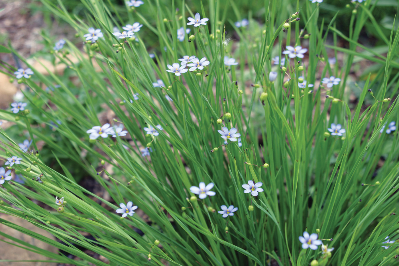 Sisyrinchium angustifolium Lucerne 