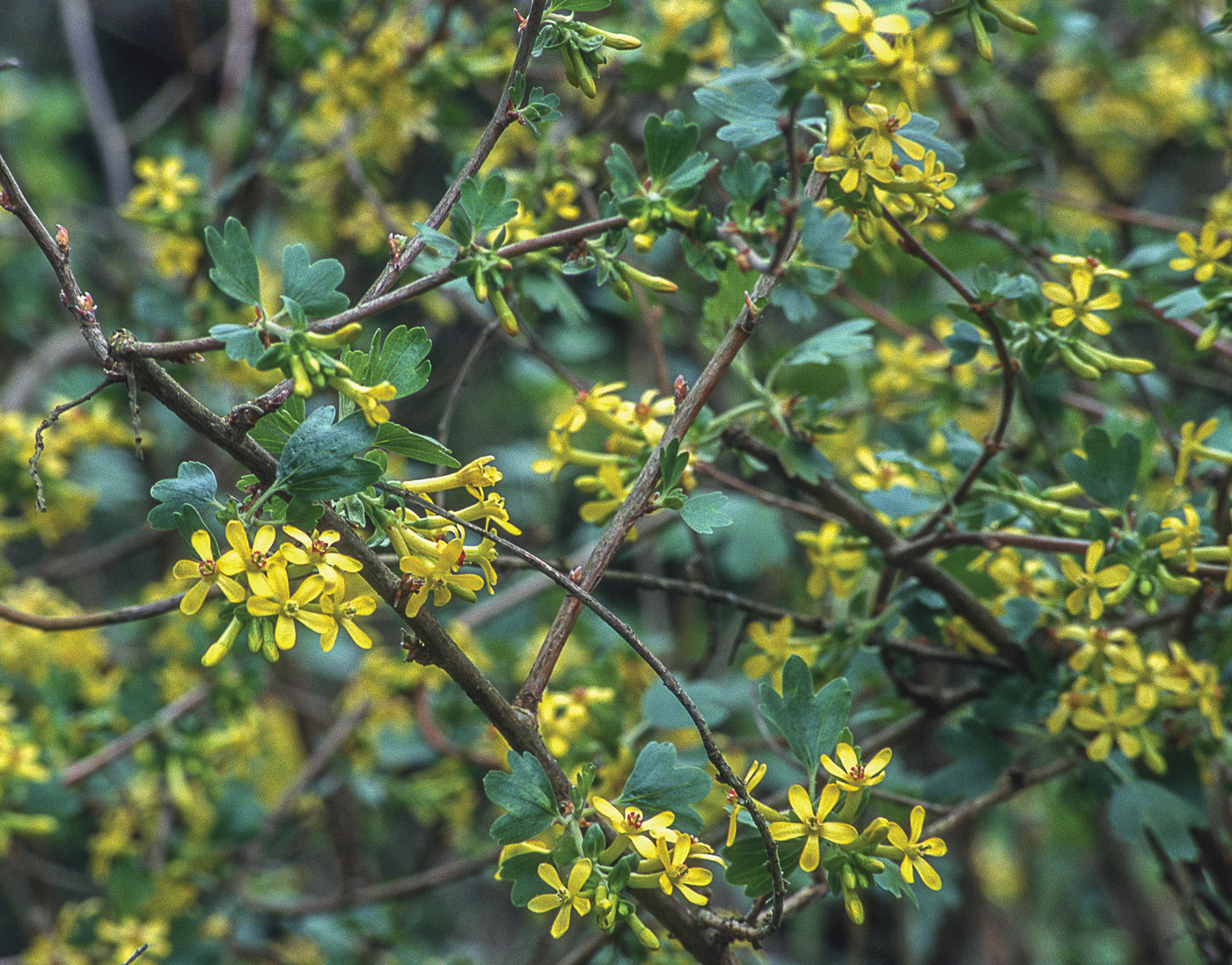 Ribes aureum 
