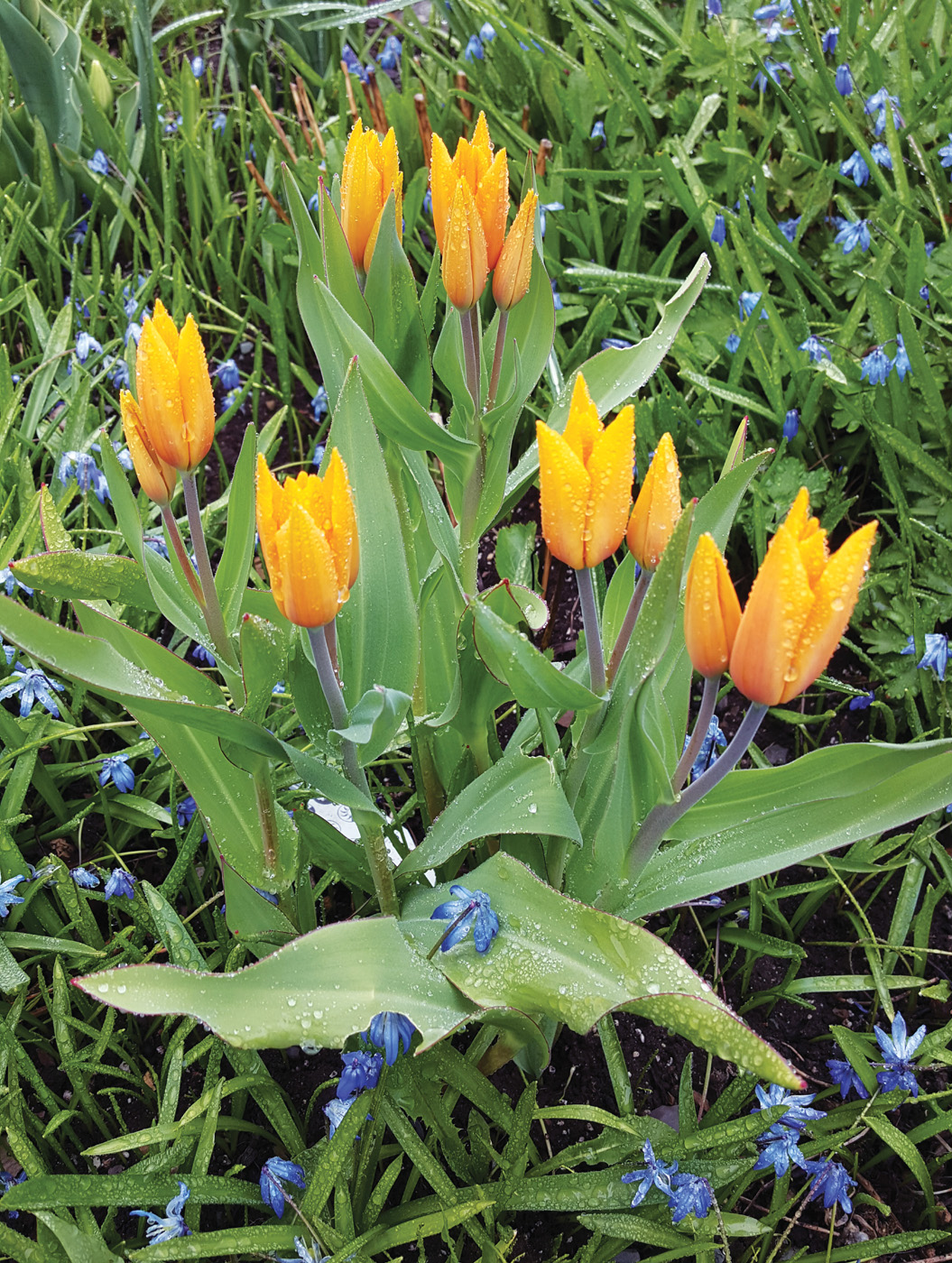 Tulipa praestans Shogun 