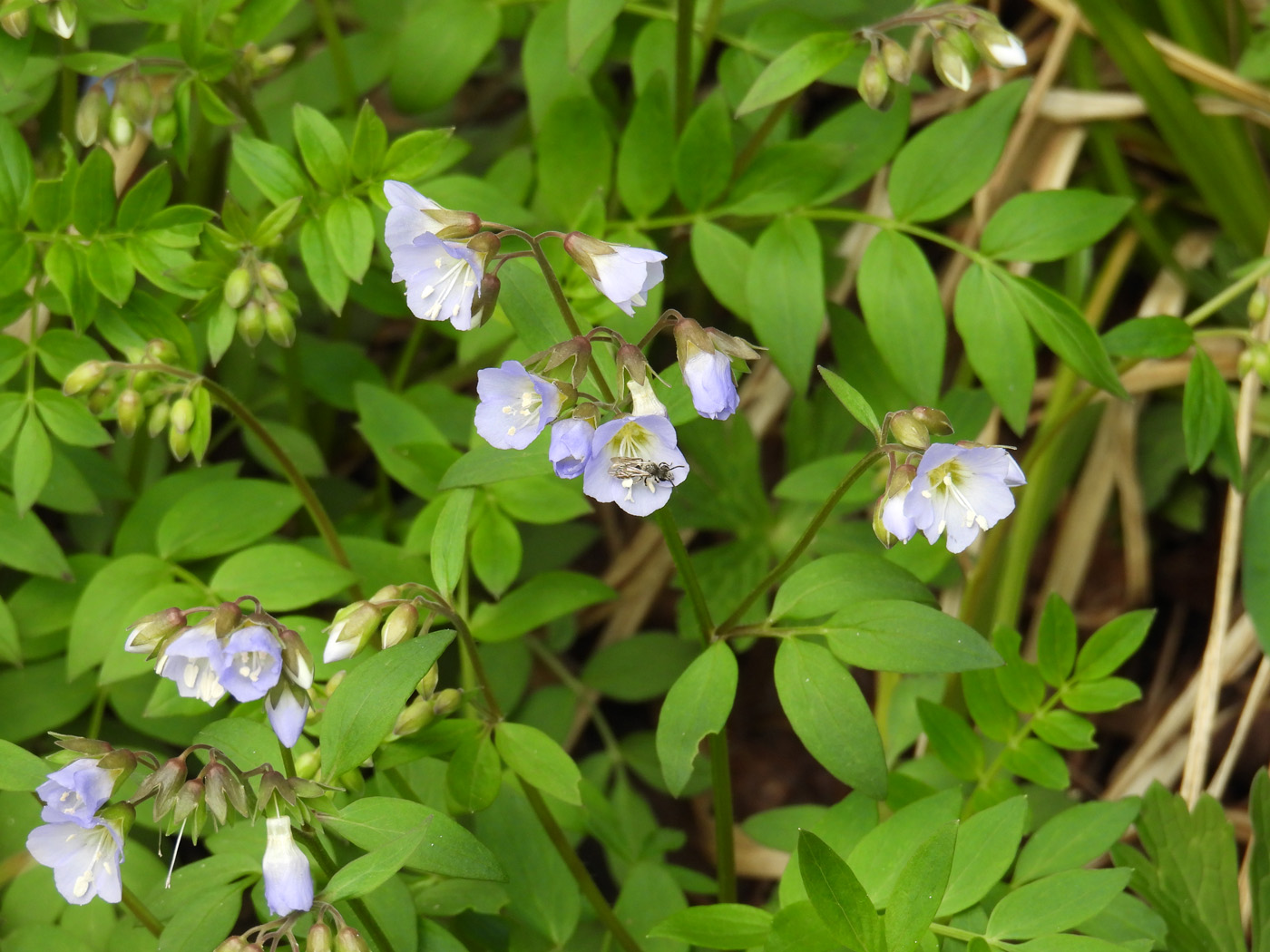 Jacobs ladder Polemonium in bloom