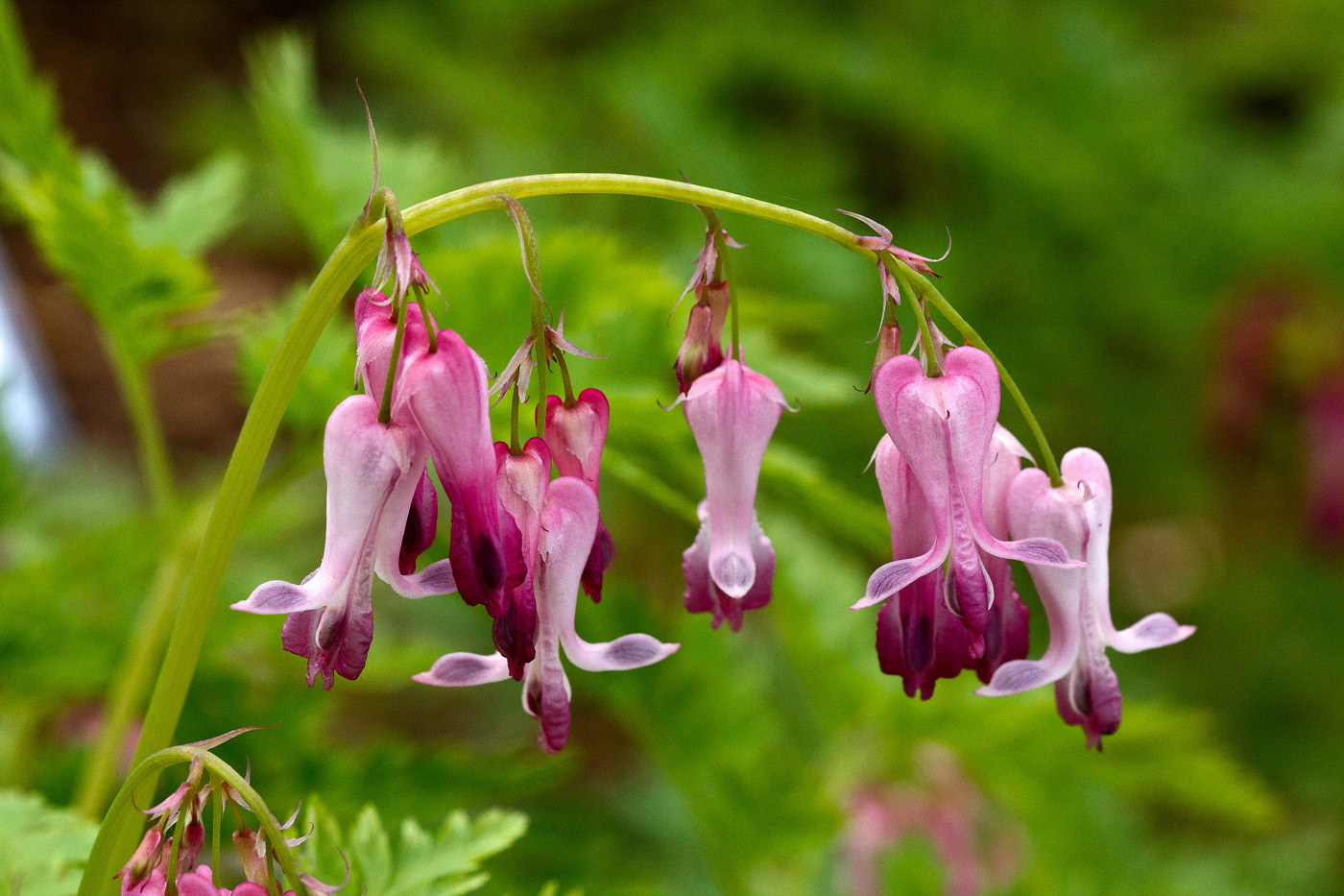 Dicentra eximia (fringed or wild bleeding heart)