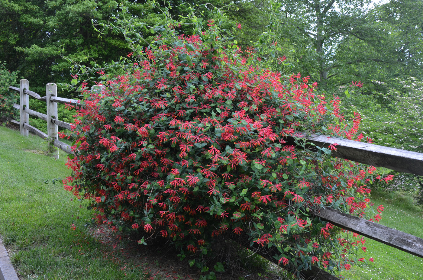 Lonicera sempervirens