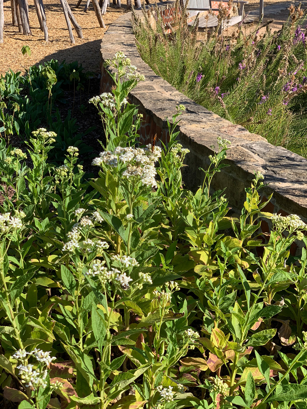 Frostweed along retaining wall