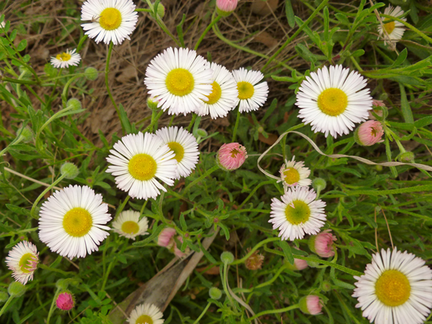 Fleabane bloom closeup