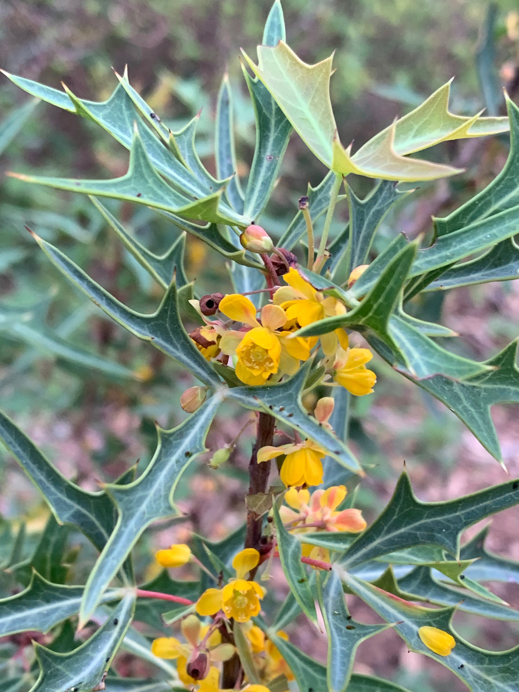 Mahonia trifoliata
