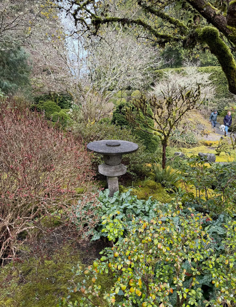 various foliage plants in Japanese garden