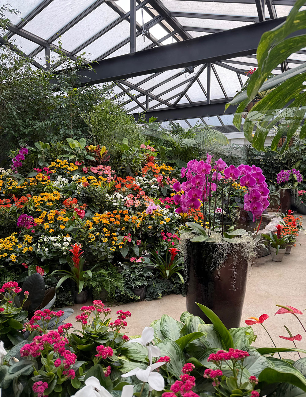 tropical plants in conservatory