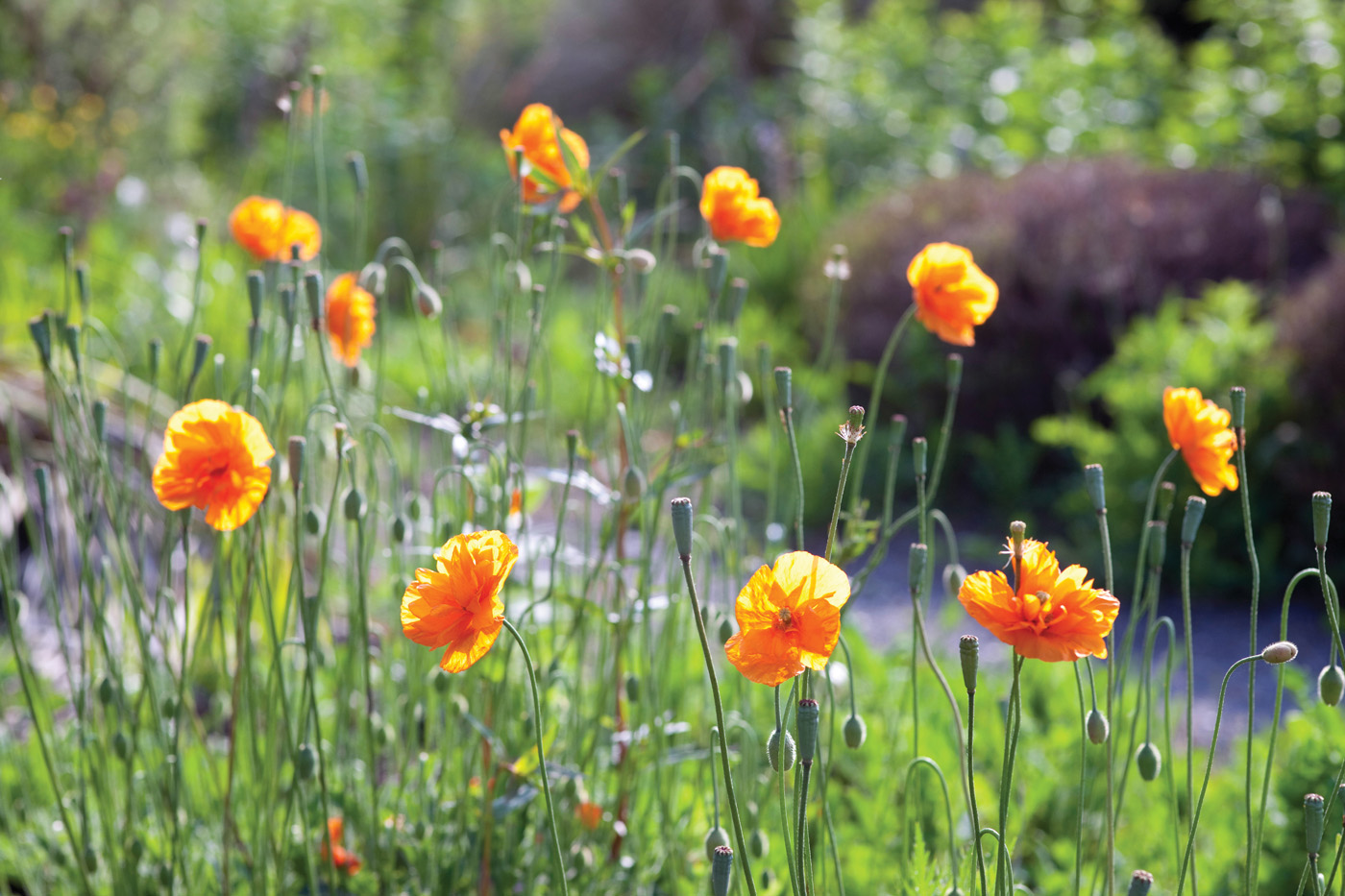 Papaver atlanticum 'Flore Pleno'