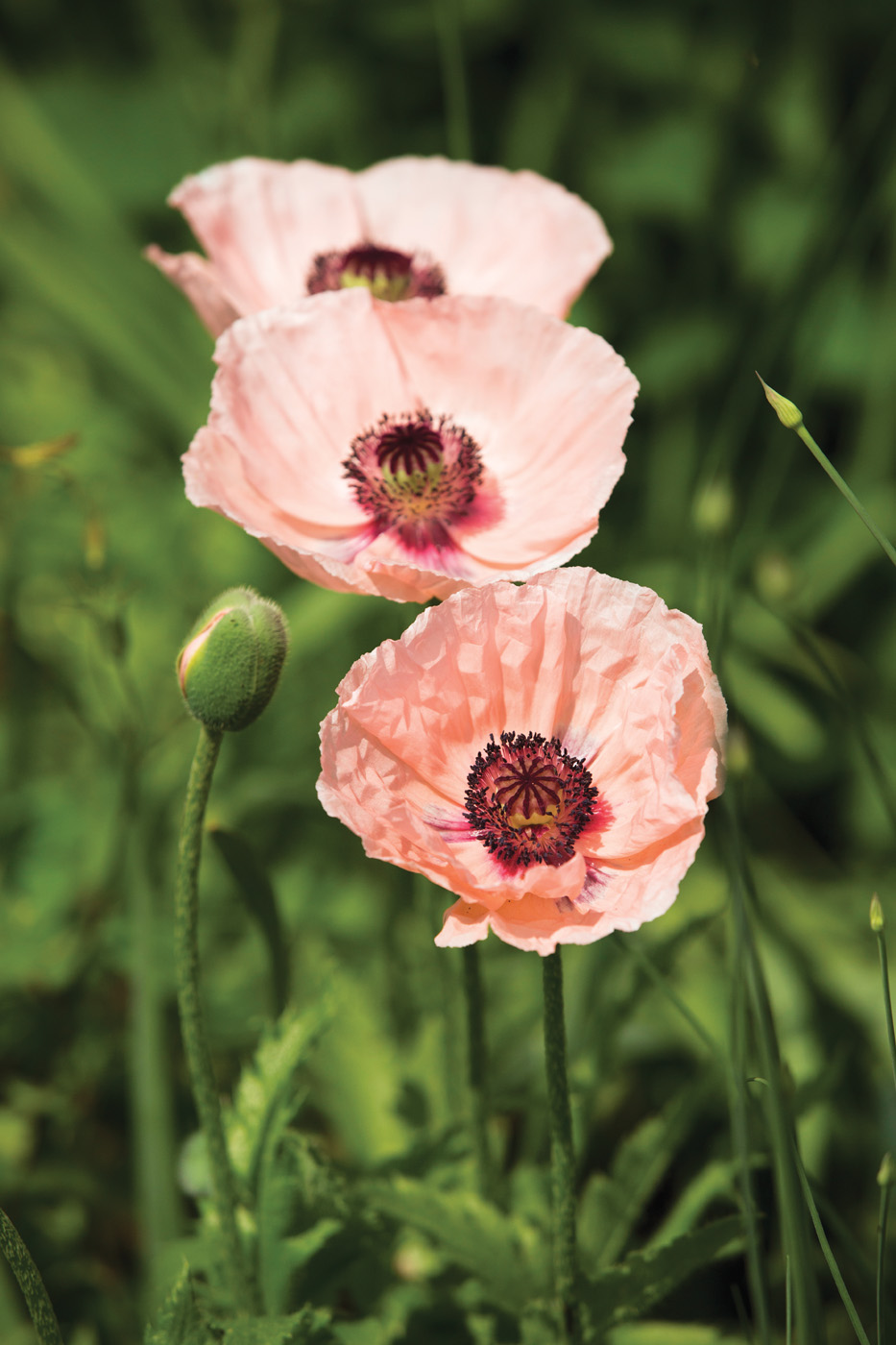 Papaver orientale Karine Photo courtesy New York Botanical Garden