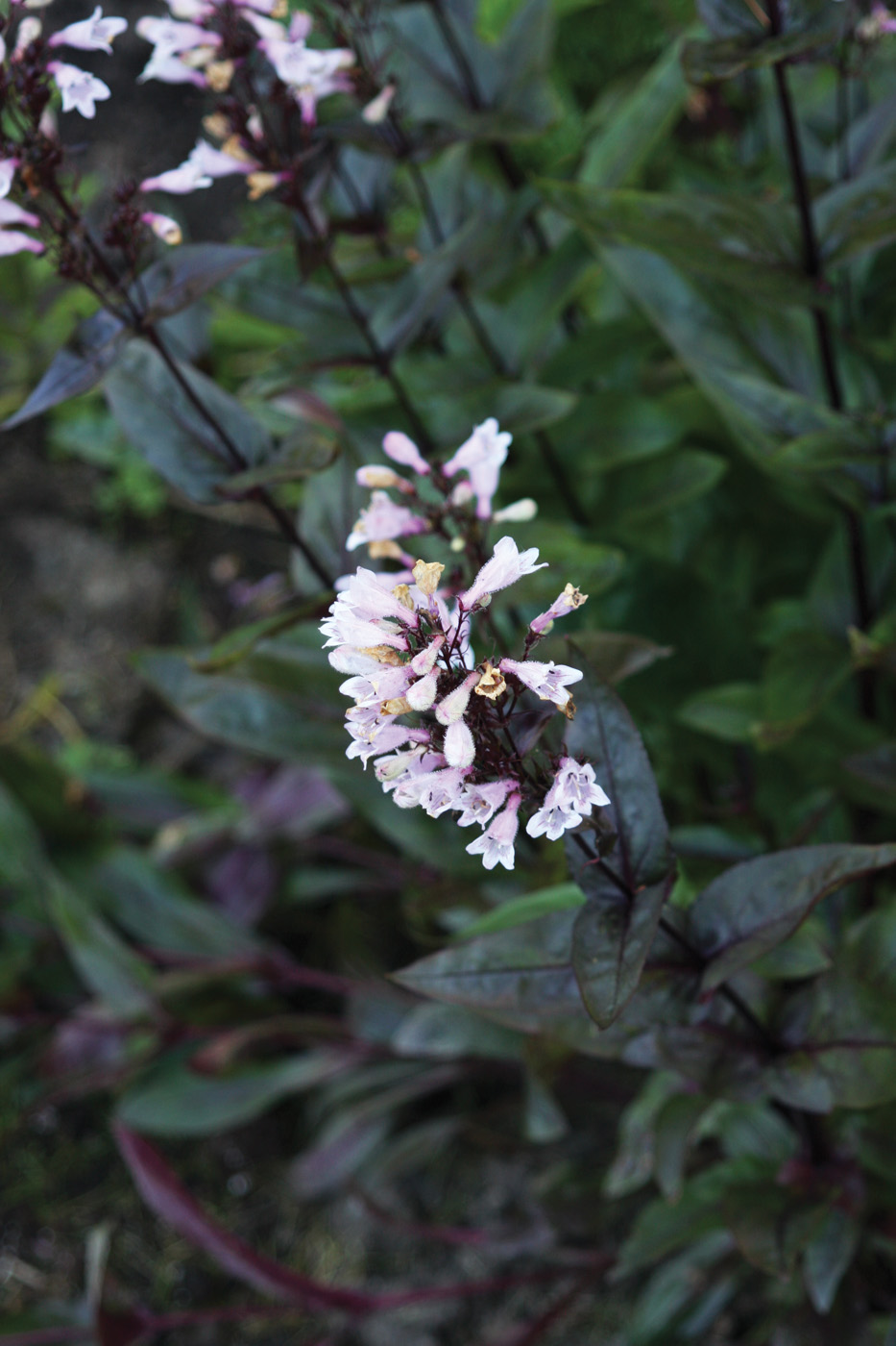 Penstemon digitalis 'Husker Red'