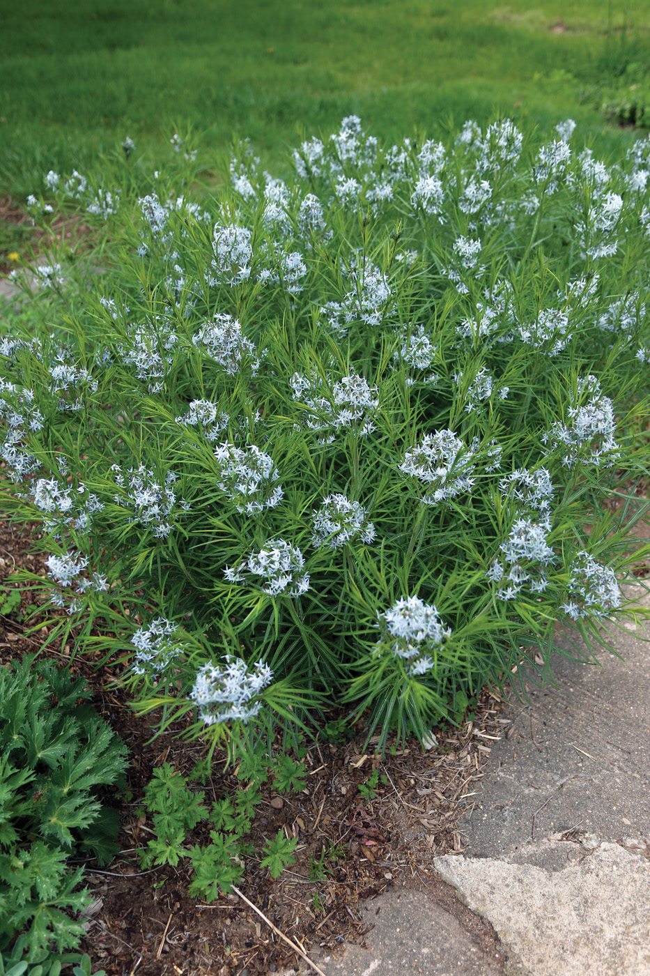 Amsonia hubrichtii
