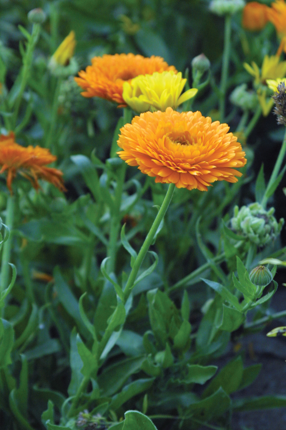 Pot marigolds