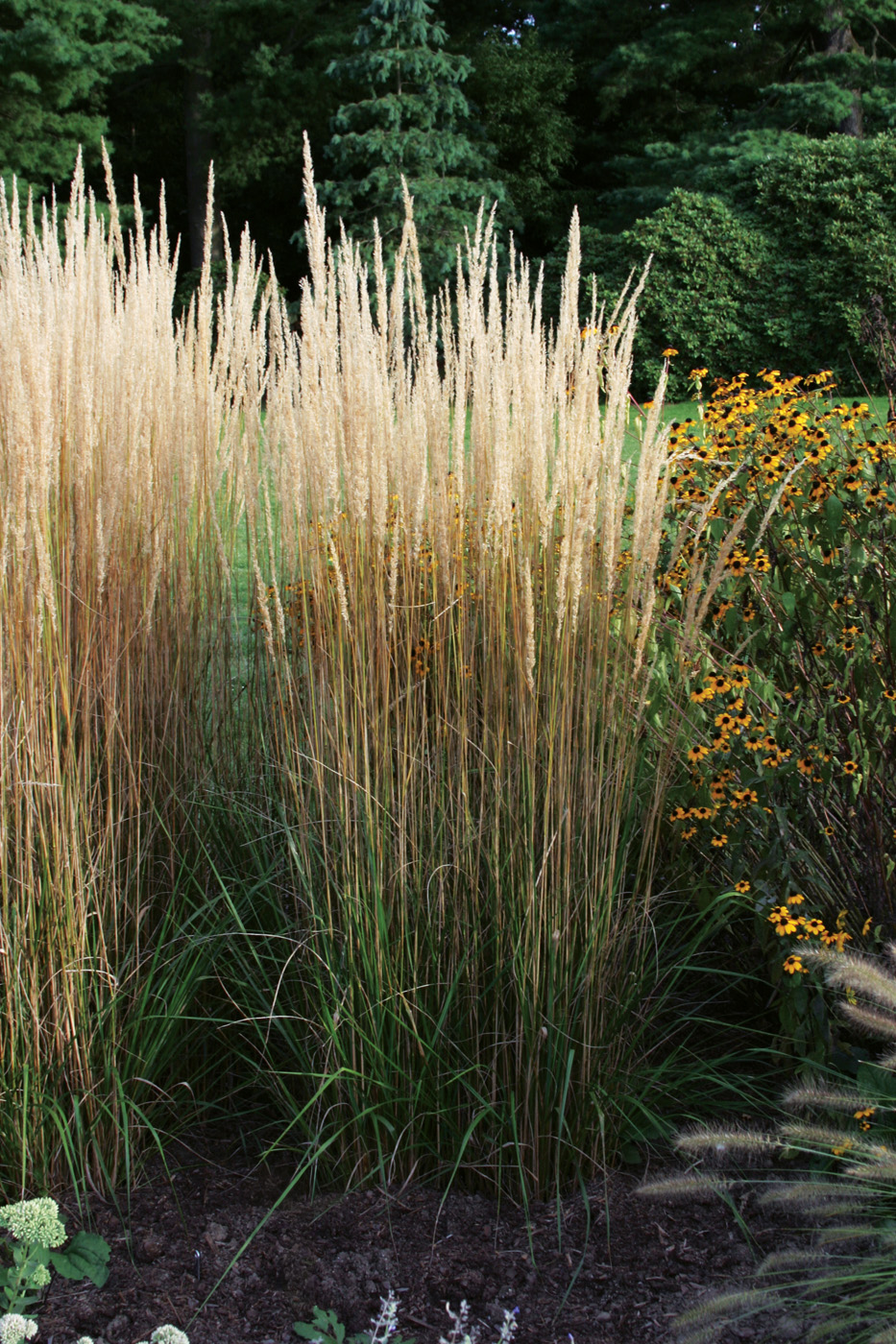 Calamagrostis x acutiflora 'Karl Foerster'