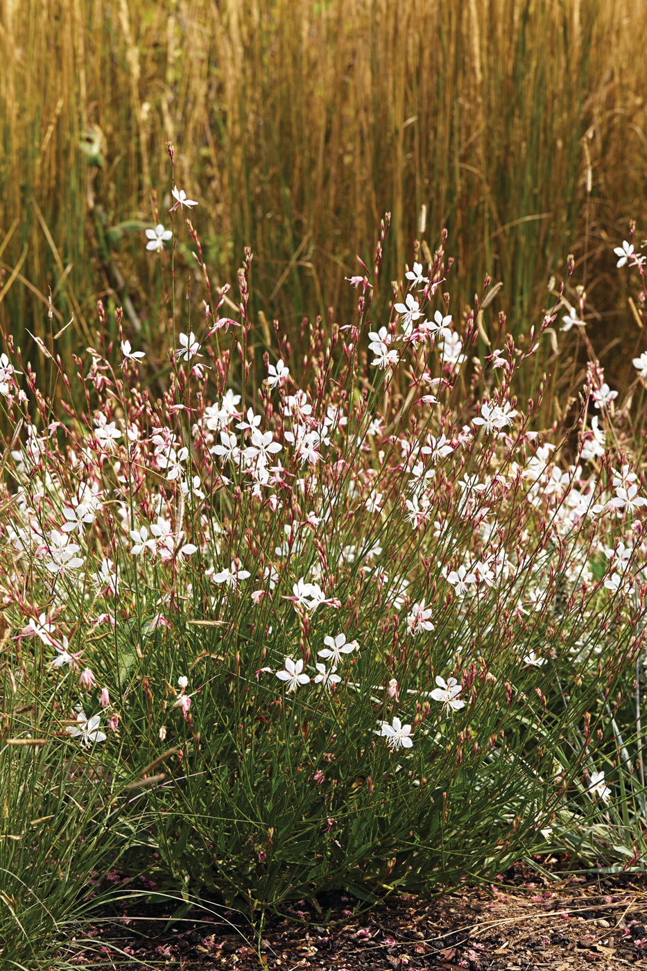 'Whirlling Butterflies' photo by Jack Coyier