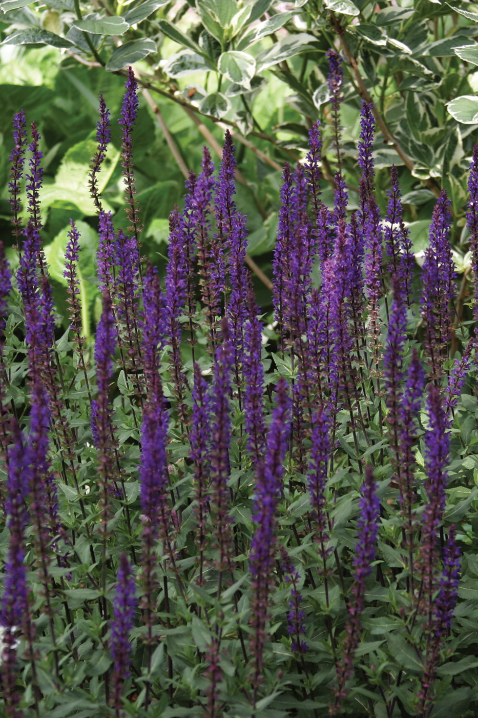 Salvia Caradonna
